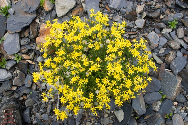 479_CRW_5841