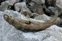 339_IMG_9947s